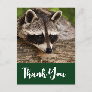 Cute Raccoon Resting on a Log Thank You Postcard