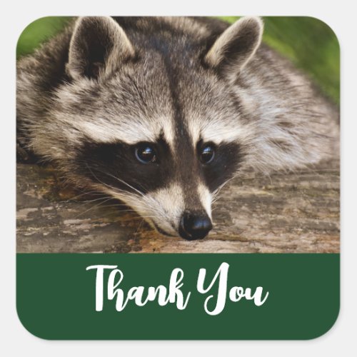 Cute Raccoon Resting on a Log Thank You Square Sticker
