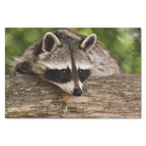 Cute Raccoon Resting on a Log Tissue Paper