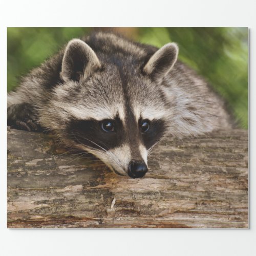 Cute Raccoon Resting on a Log Wrapping Paper