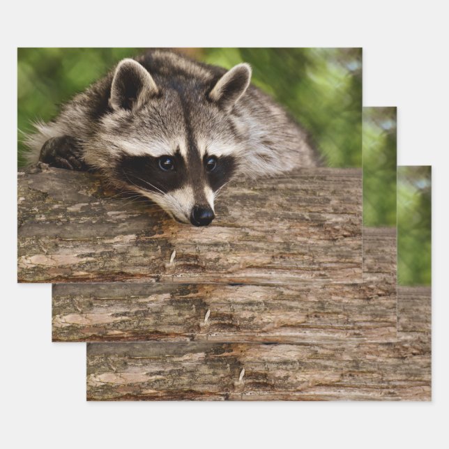 Cute Raccoon Resting on a Log Wrapping Paper Sheets (Set)