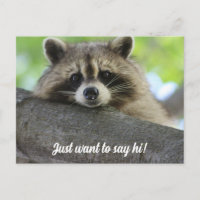 Cute Raccoon Say Hi Postcard