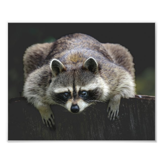 Cute Raccoon Sitting On A Log Wildlife  Photo Print (Front)