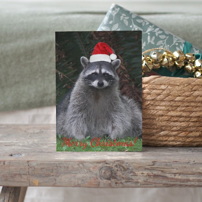 Cute Raccoon Wearing Red Santa Hat Holiday Postcard (In Situ)