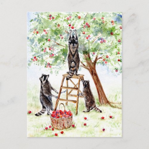 Cute Raccoons in Apple Orchard Postcard