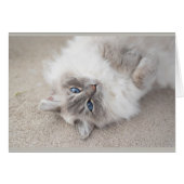 Cute Ragdoll cat Card (Front Horizontal)