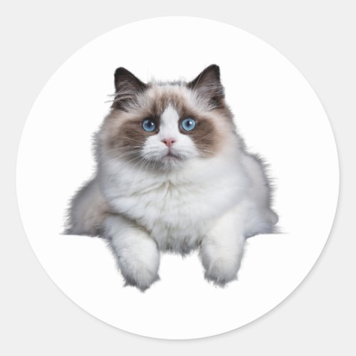 Cute Ragdoll Cat  Classic Round Sticker