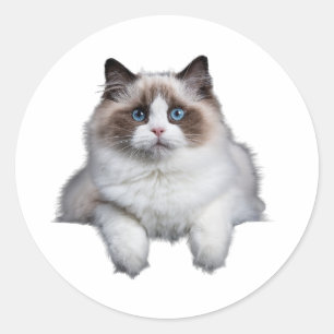 Cute Ragdoll Cat  Classic Round Sticker