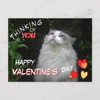 Cute Ragdoll Cat Happy Valentine's Day Postcard