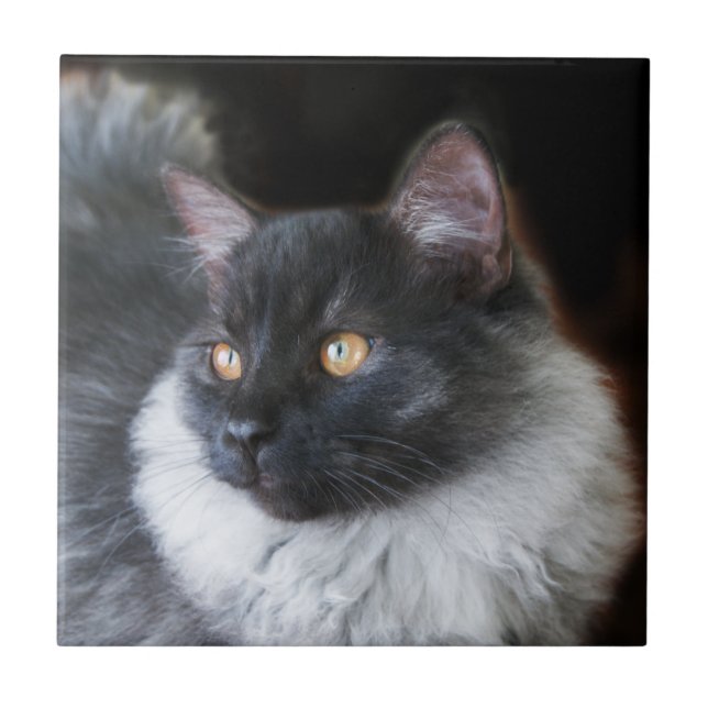 Cute Ragdoll Cat Kitten Rag Doll Kitty Cat Photo Ceramic Tile (Front)