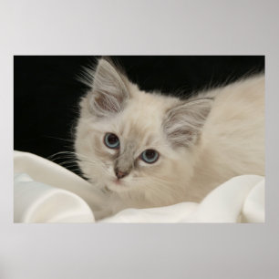Cute Ragdoll kitten Poster