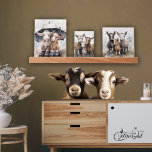 Cute Rainy Day Goats  Picture Ledge