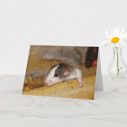 Cute Rat Card