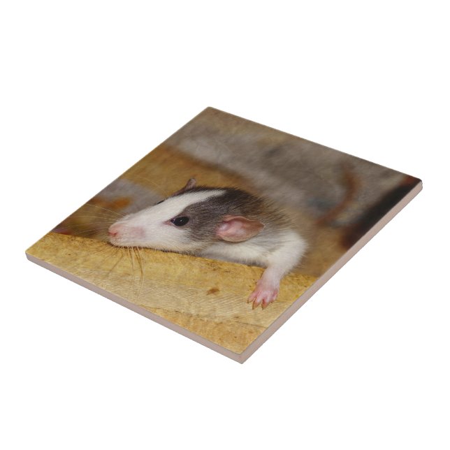 Cute Rat Ceramic Tile (Side)