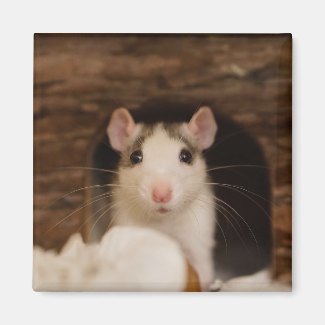 Cute Rat Magnet (Front)