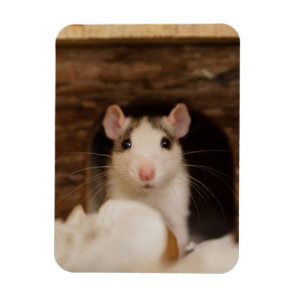 Cute Rat Magnet