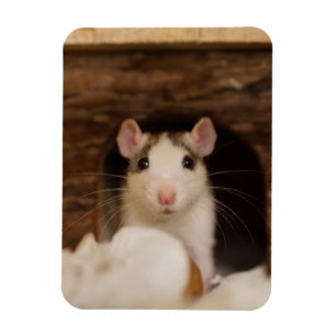 Cute Rat Magnet