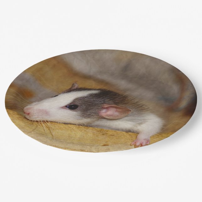 Cute Rat Paper Plates (Angled)