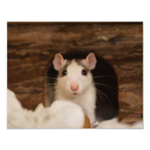 Cute Rat Photo Print