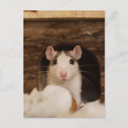 Cute Rat Postcard