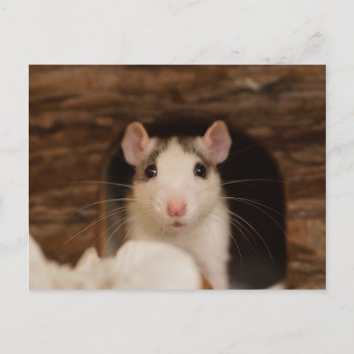 Cute Rat Postcard