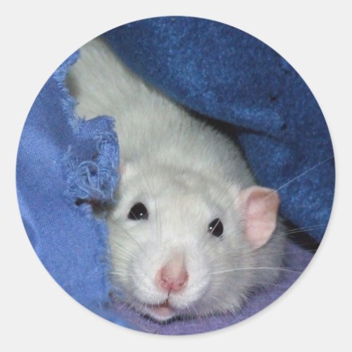 Cute Rat Stickers