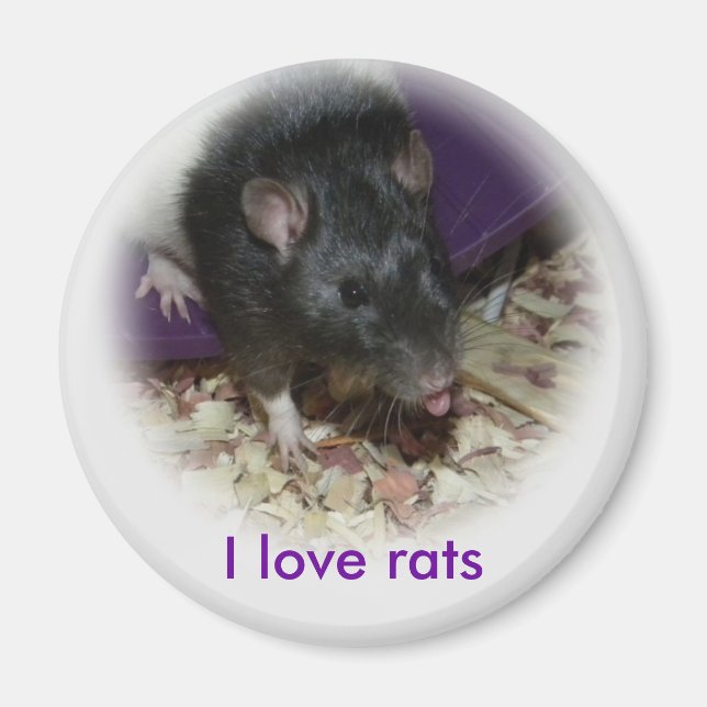 Cute rat sticking out his tongue magnet (Front)