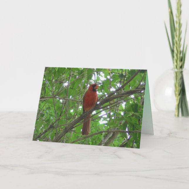 Cute Red Cardinal in Tree Blank Card (Front)