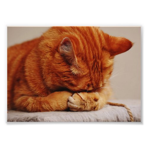 Cute Red Cat Sleeping Photo Print