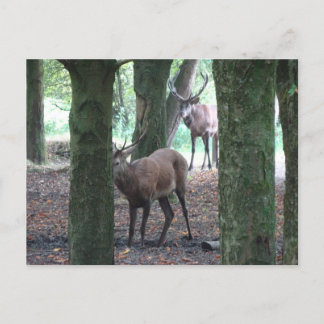 Cute Red Deer DIY Postcard