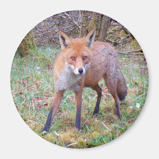 Cute Red Fox Circle Magnet (Front)