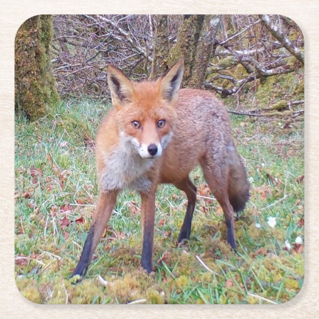 Cute Red Fox Coaster (Front)