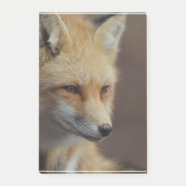 Cute Red Fox Post-it Notes (Front)