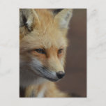 Cute Red Fox Postcard