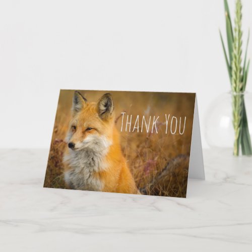 Cute Red Fox Wild Nature Photography Thank You Card