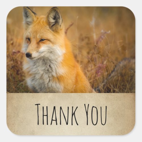 Cute Red Fox Wild Nature Photography Thank You Square Sticker