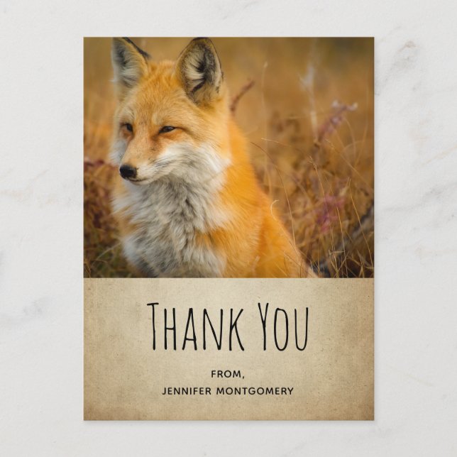 Cute Red Fox Wilderness Nature Photo Thank You Postcard (Front)