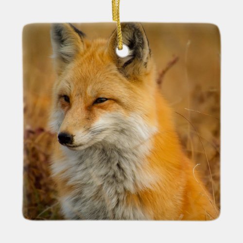 Cute Red Fox Wilderness Nature Photography Ceramic Ornament