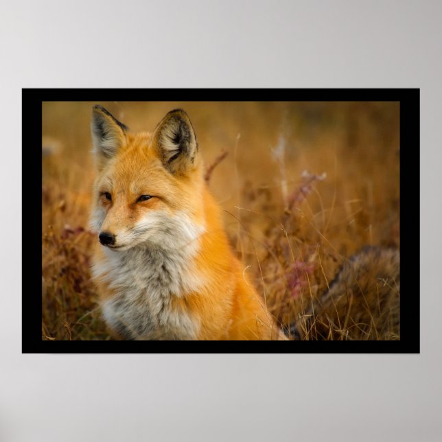 Cute Red Fox Wilderness Nature Photography Poster (Front)
