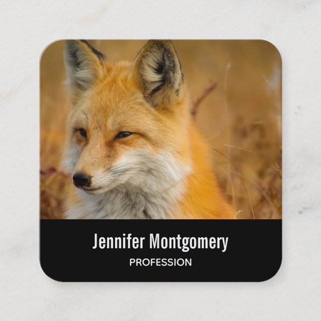 Cute Red Fox Wilderness Nature Photography Square  Square Business Card (Front)