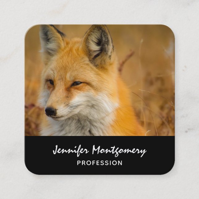 Cute Red Fox Wilderness Nature Photography Square  Square Business Card (Front)