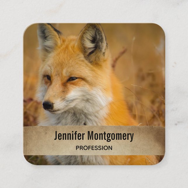 Cute Red Fox Wilderness Nature Photography Square  Square Business Card (Front)