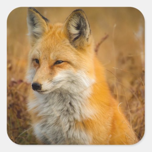 Cute Red Fox Wilderness Nature Photography Square Sticker