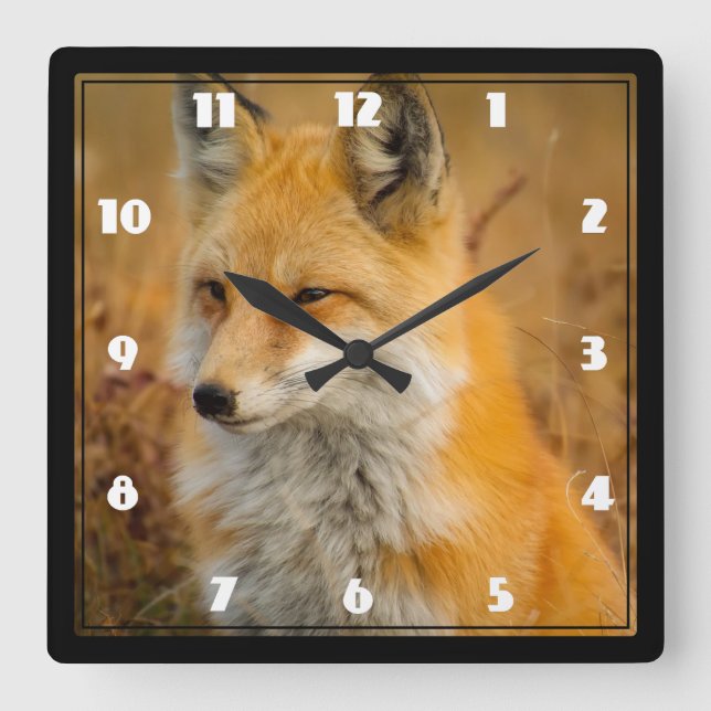 Cute Red Fox Wilderness Nature Photography Square Wall Clock (Front)