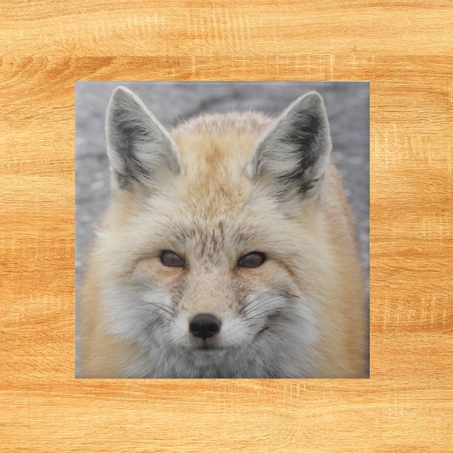 Cute Red Fox Wildlife Photo Ceramic Tile (In Situ)