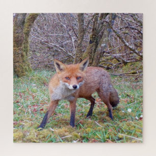 Cute Red Fox Winter Wildlife Photography Forest Jigsaw Puzzle