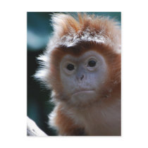 Cute Red Langur Monkey Postcard