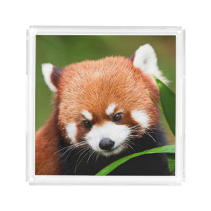 Cute Red Panda Acrylic Tray
