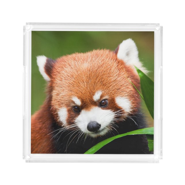 Cute Red Panda Acrylic Tray (Front)