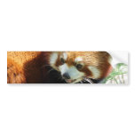 Cute Red Panda Bear Bumper Sticker